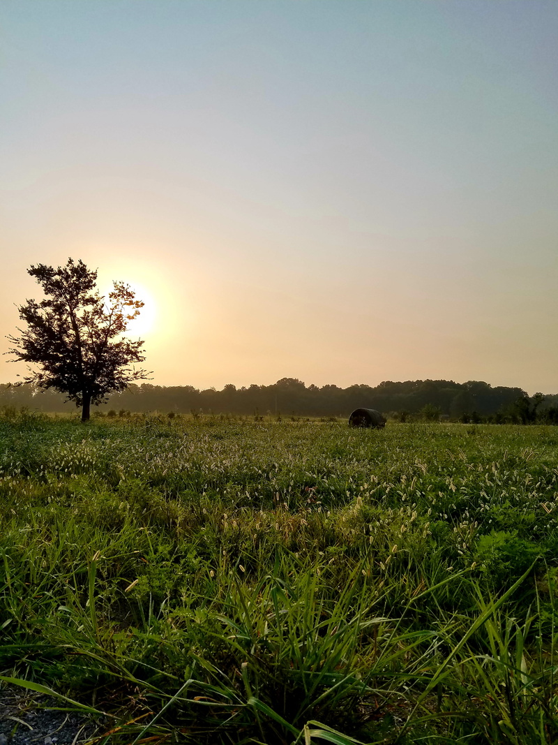 plant, outdoors, morning light, rural scene, united states, land, field, tranquil scene, morning, sunrise, 1054 rhonda dr, beauty in nature, nature, landscape