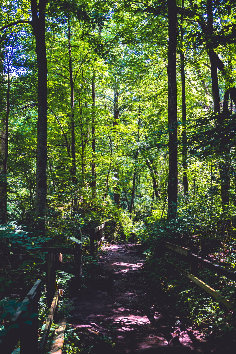 trees, clifton gorge state nature preserve, footpath, wilderness, no people, direction, tranquility, outdoors, hiking, trail, hike, nature, non-urban scene
