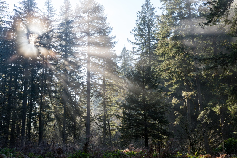 5K, streaming, tranquility, explore, woodland, scenics - nature, sunbeam, day, plant, low angle view, sun, outdoors, tree, tranquil scene, sky, pine, trees