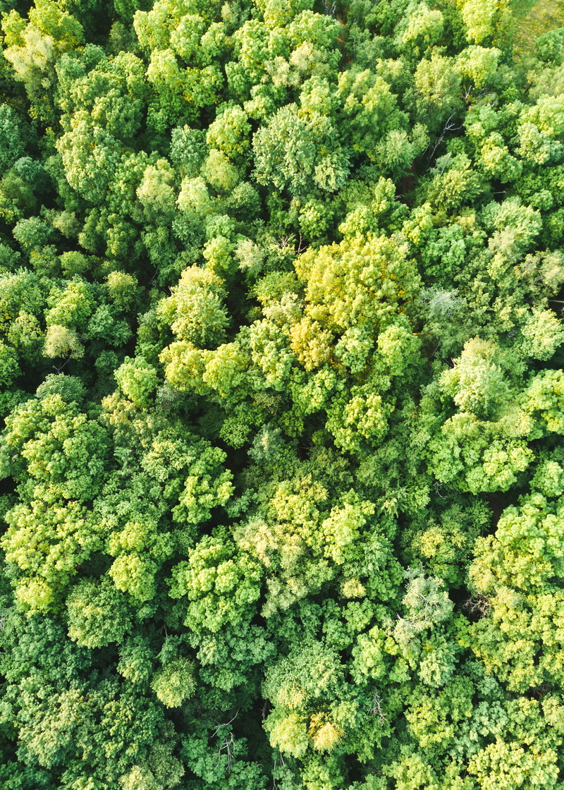 midwest, green color, plant, outdoors, vegetable, cross plains, nature, vertical, indian lake park, green, wisconsin, growth, close-up, full frame, food and drink