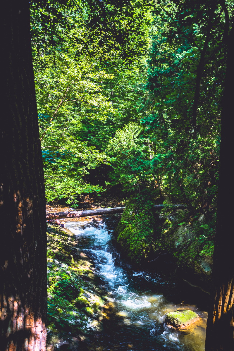 growth, forest, tranquility, flowing, land, beauty in nature, river, iphone background, outdoors, flowing water, yellow springs, 5K, day, plants, scenics - nature