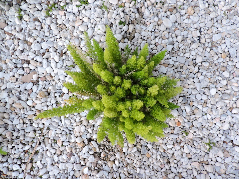 beautiful, cactus, nature, gravel, peace, stone, land, hallandale beach, beauty in nature, high angle view, outdoors, juniper on the water, succulent plant