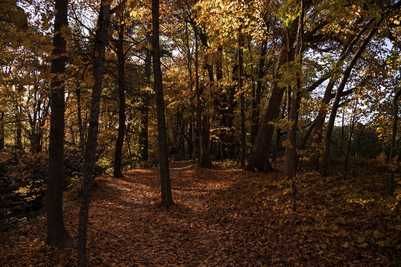 trunk, trees, branch, green Color, tranquility, featured, yellow, day, idyllic, beauty In Nature, tree trunk, orange Color, Forests, full, nature, fall