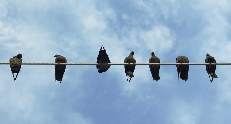 side by side, wire, medium group of animals, no people, pigeons, yangon, group of animals, flock of birds, aligned, perching, pigeon, burma, sky, travel