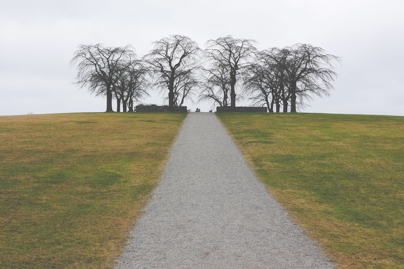 beauty in nature, outdoors, country, alignment, leafed, trees, land, road, autumn, bare tree, tranquil scene, no people, tranquility, grass, tree, environment