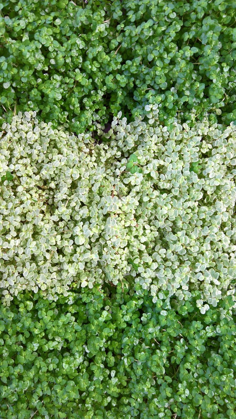 fragility, herb, 5K, high angle view, no people, nature, full frame, close-up, land, beauty in nature, backgrounds, day, leaf, plant part, plant, outdoors