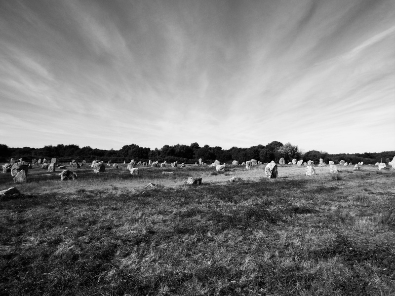large group of animals, group of animals, animal themes, carnac, grazing, field, outdoors, brittany, herd, grass, nature, livestock, alignments of the megalithic