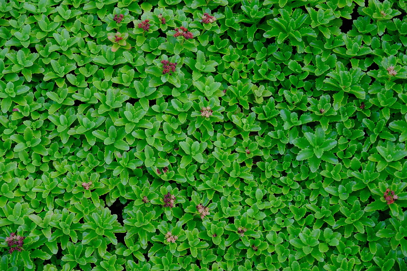 nature, ivy, growth, beauty in nature, lush foliage, place, green color, new york, outdoors, 5K, trees, leaf, green, alignment, better, full frame, neat