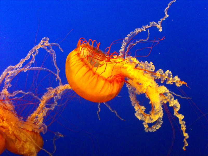 jelly, undersea, life, white, tank, reef, fauna, ocean, drawing, animal wildlife, jellyfish, no people, nature, 2K, set, color, outdoors, orange, animal