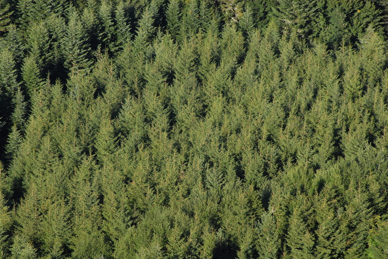 chart, coniferous tree, light, tips, pine woodland, background, landscape, beauty in nature, visual, aesthetic, no people, lush foliage, evergreen tree