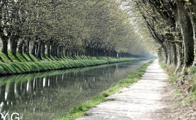 long, scenics - nature, aligned, the way forward, photography, trees, diminishing perspective, tranquility, green, tree, day, season, in a row, growth