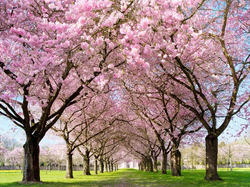 Flowers, beauty in nature, nature, springtime, branch, flowering plant, Alley, pathway, Aligned, 5K, fragility, blossom, leafed, freshness, cherry blossom