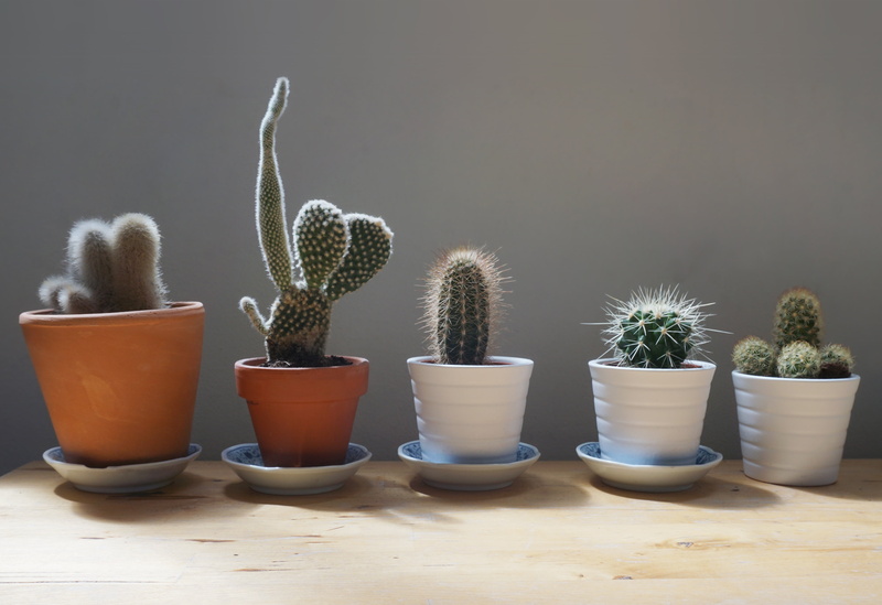 indoors, in a row, variation, green, home, shadow, side by side, beauty in nature, flower Pot, cacti, houseplant, spiked, sharp, nature, small, thorn, align