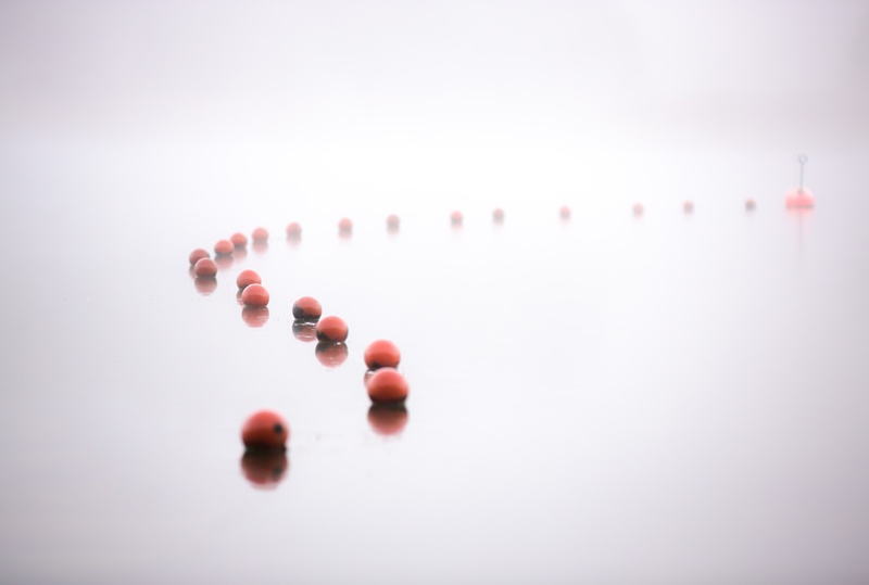 repetition, large group of objects, variation, 5K, simplicity, copy space, no people, nutritional supplement, sea, nuts, white background, selective focus