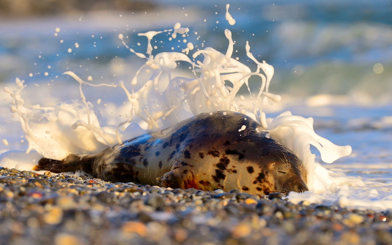 depth of field, pebbles, beach, 1080P, seals, photography, animals, waves