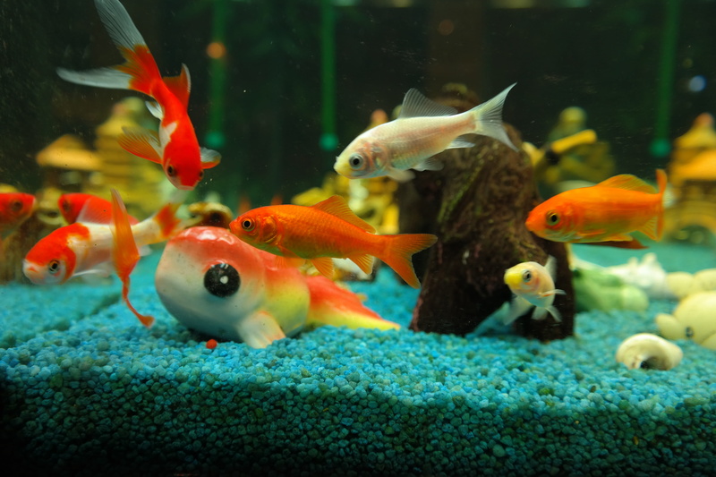 fish tank, animals in the wild, sarasa, Goldfish, japanese breeding form, close, aquarium, animal themes, group of animals, no people, swimming, water