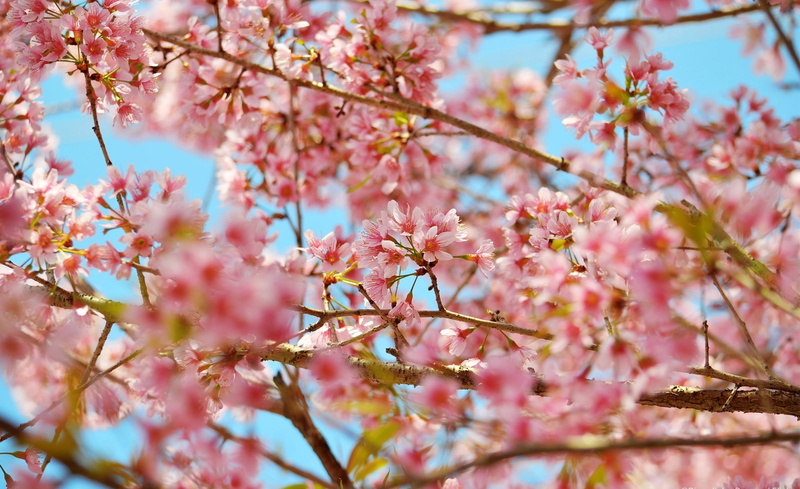 close-up, flor, blossom, plant, blosson, pink color, 1080P, Seasons, flower, vulnerability, vida, freshness, nature, cherry tree, tree, springtime, Spring
