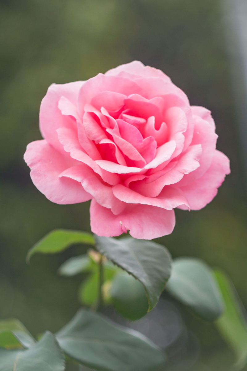 plant, flower, beauty in nature, focus on foreground, rosa, nature, flower head, inflorescence, rose - flower, garden, rouse, vulnerability, fragility