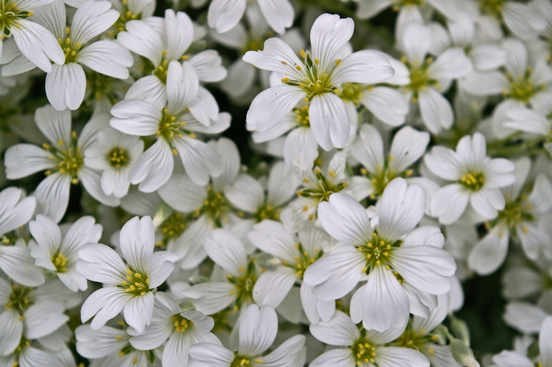 cover, flora, blossomed, growth, ground, springtime, pretty, flowers, spring, full frame, white color, beautiful, beauty in nature, decoration, vulnerability
