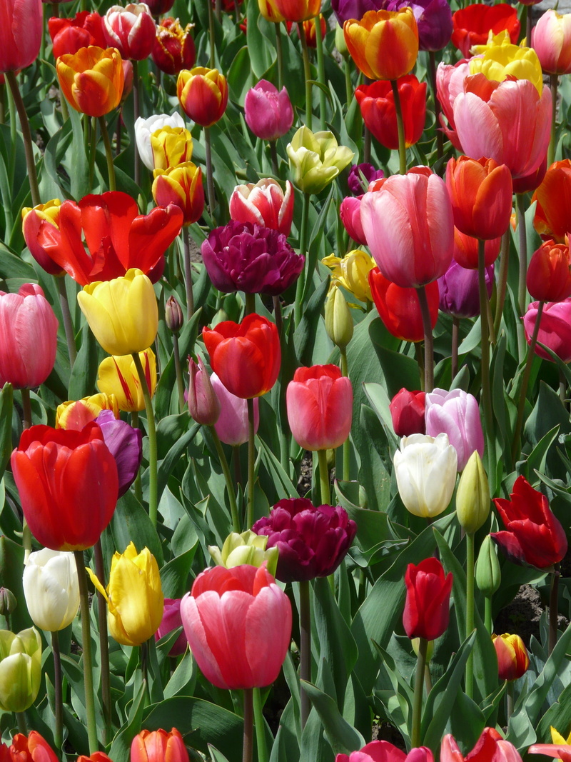 tulips, flora, bed, freshness, magenta, background image, tulpenbluete, tulip meadow, flowering plant, tulip field, plant, design, flowers, landscape, sunny day