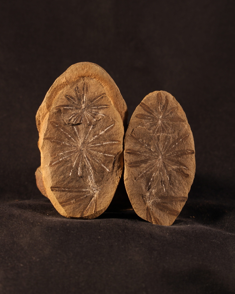studio shot, single object, halved, Concretion, paleontology, pennsylvanian period, two objects, Fossil, 4K, no People, food and drink, carboniferous