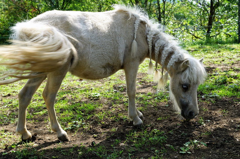 park, ps, coupling, grazing, pets, animal wildlife, joy, equestrian, eye, gallop, brown, livestock, animal themes, mold, field, rest, legs, domestic, summer