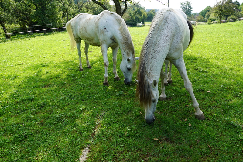 meditation, animal, monteaura, brown, stallions, horse, old, spring, livestock, coupling, holiday, landscape, pets, domestic animals, wellness, love, mammal