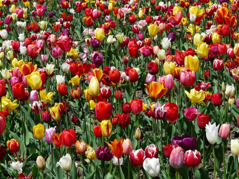 abundance, idyllic, bloom, inflorescence, beauty in nature, tulipa, garden, landscape, outdoor, multicolored, purple, tulpenbluete, planting, agricultural scene