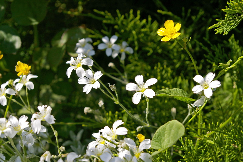 freshness, vulnerability, springtime, green color, white color, stone bedding plant, flowering plant, decoration, summer, bloom, flowerbed, garden design