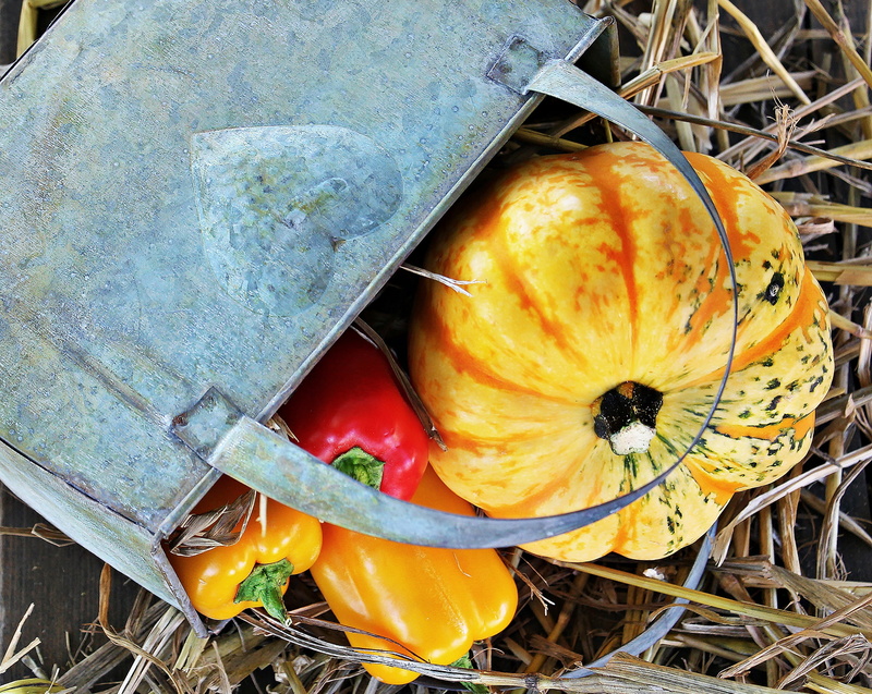 orange color, nature, plant, close-up, decorative, pumpkin, golden autumn, food and drink, sunbeam, land, still life, sheet, outdoors, high angle view