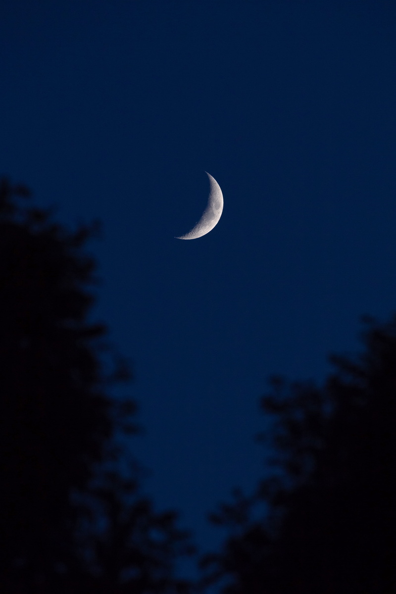canon, silhouette, space, space and astronomy, outdoors, 100-400mm, forest, 100400mm, beauty in nature, evening, planetary moon, low angle view, looking up