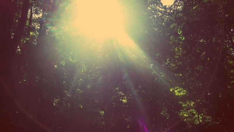 bright, filter, sunbeam, forest, brightly lit, solar flare, tree, sunny, beauty in nature, trees, land, growth, plant, outdoors, untitled, lens flare, woodland