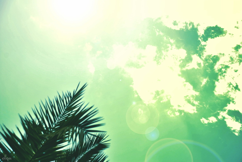 beauty in nature, tropical climate, outdoors, leaf, Sun, sky, nature, day, green color, plant, palm trees, tranquility, no people, summer, palm leaf, palm tree