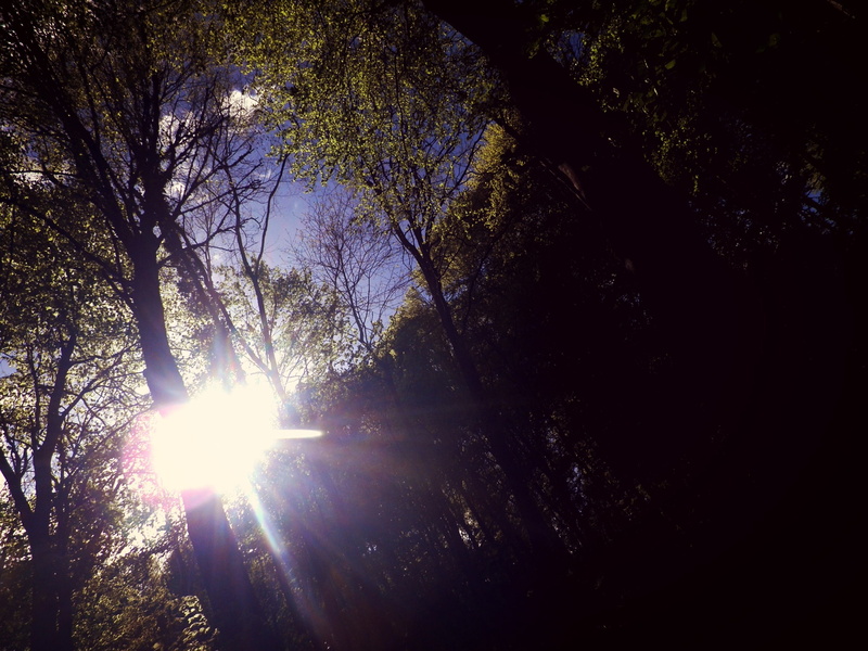 growth, sky, tree, tranquility, sun, plant, solar flare, beauty in nature, outdoors, sunlight, bright, nature, tree canopy, land, scenics - nature, branch