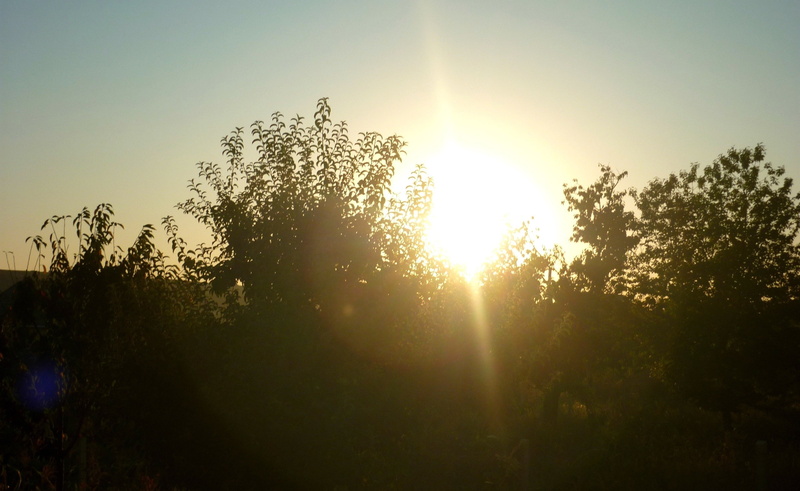 back lit, photography, growth, tranquil scene, bright, outdoors, silhouette, non-urban scene, sunbeam, lens flare, land, plant, solar flare, nature, 1080P