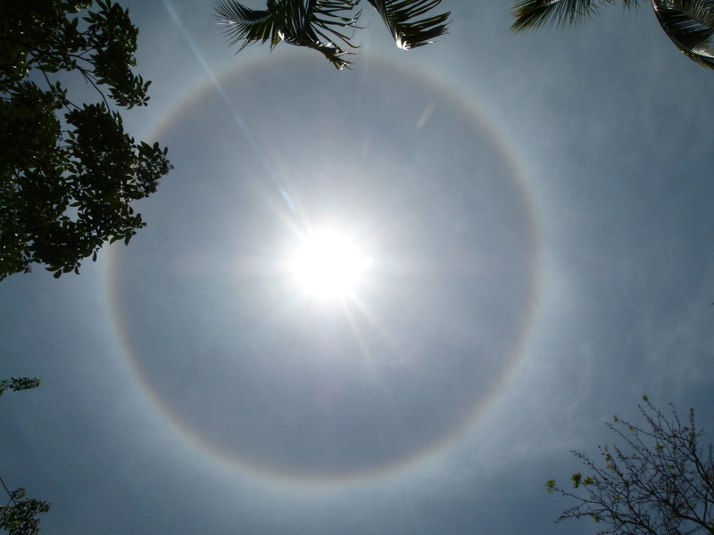 solar flare, Sun, sunbeam, day, sunlight, no people, bright, plant, 4K, low angle view, rainbow, tranquility, outdoors, beauty in nature, natural phenomenon