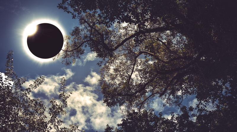 moon, 4K, directly below, tree trunk, total solar eclipse of aug 21 2017 4k desktop background hd, plant, scenics - nature, growth, beauty in nature, cloud - sky
