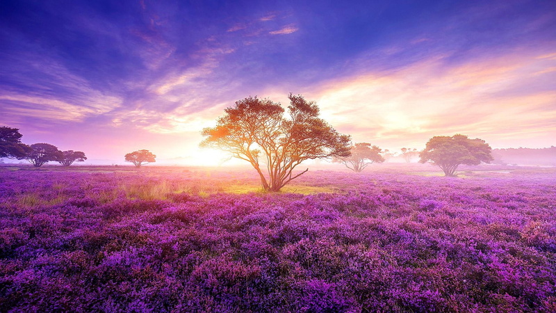 meadow, 1080P, laren, sky, park, zuiderheide, bloom, purple flowers, netherlands, sunlight, europe, nature, friesland, heath, field, wildflower