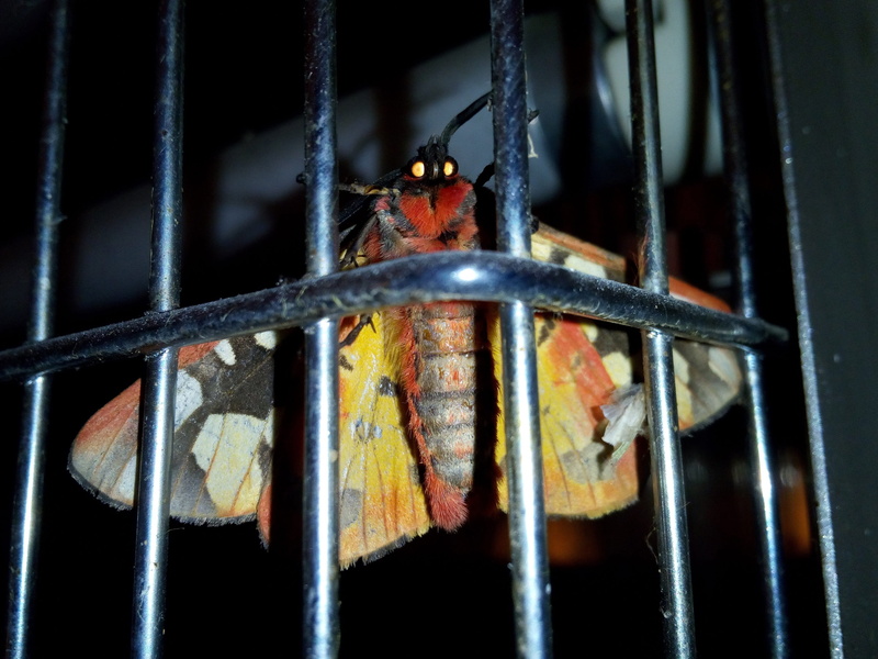 animal themes, metal, building, cage, bird, no people, 4K, night butterfly, punishment, selective focus, vertebrate, close-up, security, prisoner, prison cell