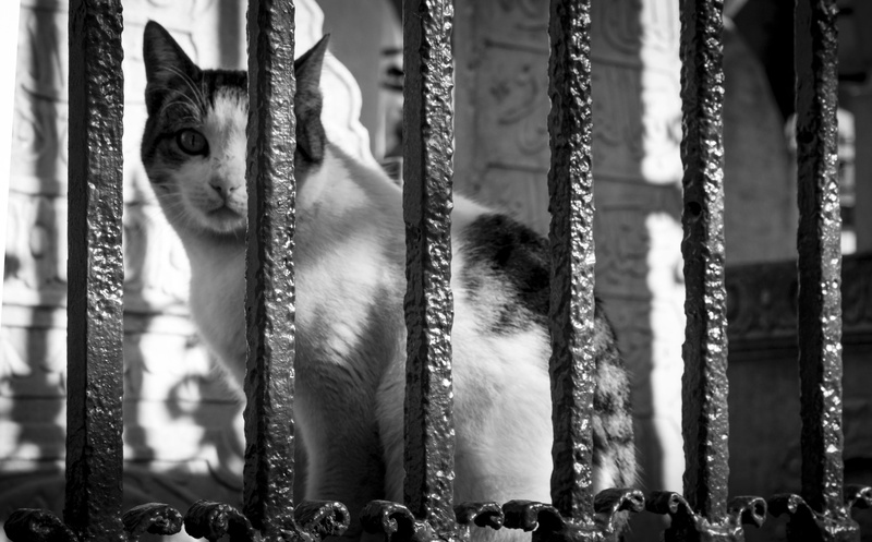 street, focus on foreground, feline, 4K, mammal, law, the homeless, animal portrait, Cat, Animal, security bar, animal themes, Cute, scully, pets, no people