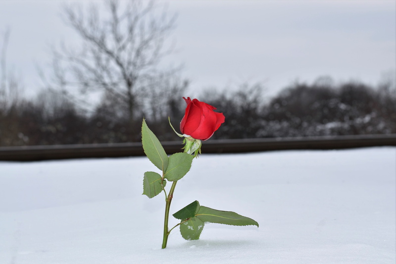 railway, winter, flowering plant, vulnerability, flower, leaf, remembering all victims, nature, cold, tree, red rose in snow, flower head, inflorescence