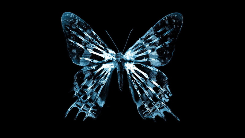 effect, butterflies, Butterfly Effect, x, butterfly, animals, hd, art, 1080P