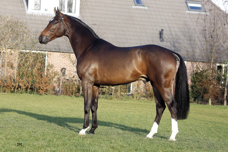 stallion, brown, horse, pony, white, warmblood, 1080P, animals, dutch, royal