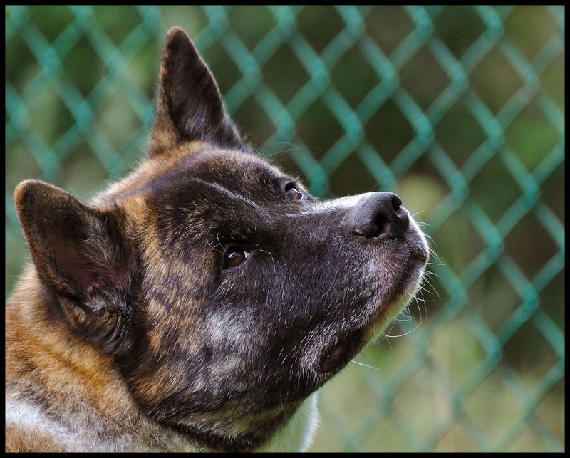 close-up, animal eye, 2K, vertebrate, animal body part, snout, headshot, pet portrait, pets, no people, animal, canine, animal head, mammal, focus on foreground