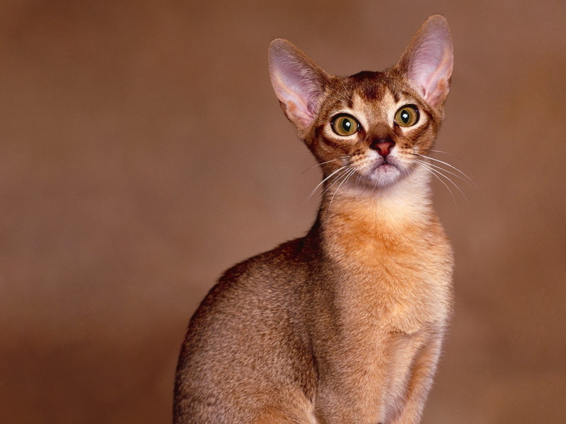 coat, vigilant, abyssinian, 720P, cute, cat, close, brown, short