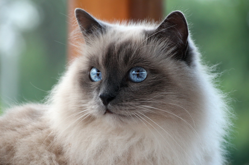 hair, blue eyes, eye, animal themes, animal hair, portrait, close-up, no people, breed, look, whisker, white, cat, Sacred Birman, animal eye, feline, domestic cat