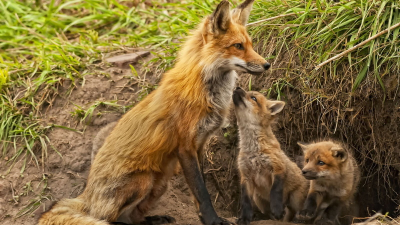 field, fox, two animals, animals in the wild, animal family, brown, black, animal wildlife, grass, 720P, group of animals, cat, fur, nature, domestic animals