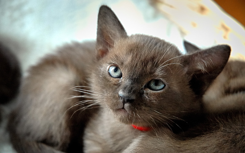 cat, burmese, medium, brown, kitten, 2K, fur, cute