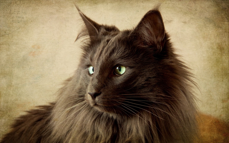 nebelung, black, nebelung cat, 2K, portrait, cat, beautiful
