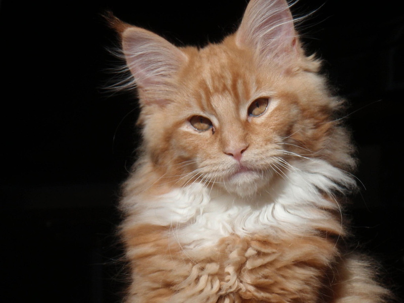 coon, animal, 1080P, breed, animals, cute, kitten, serious, maine, maine coon